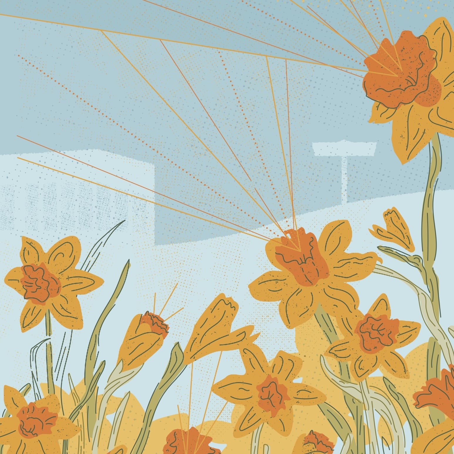 Daffodils