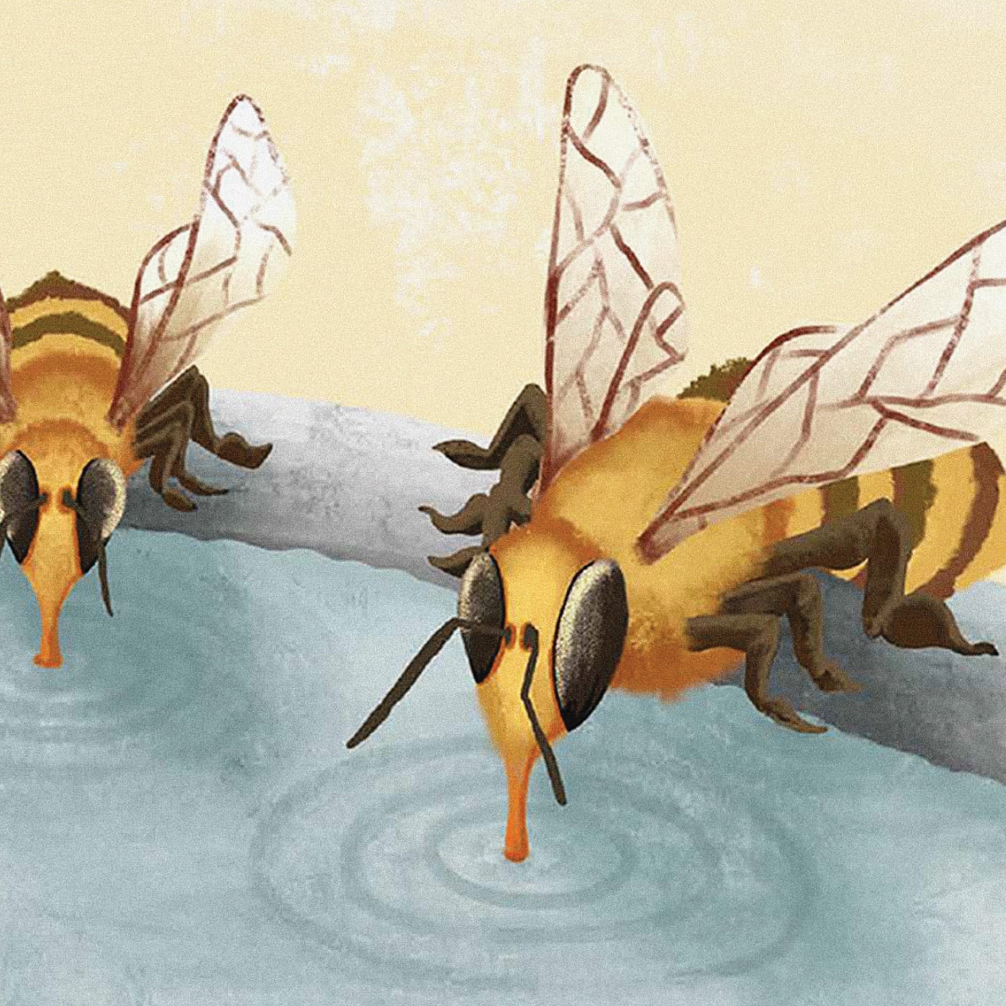 Watering The Bees